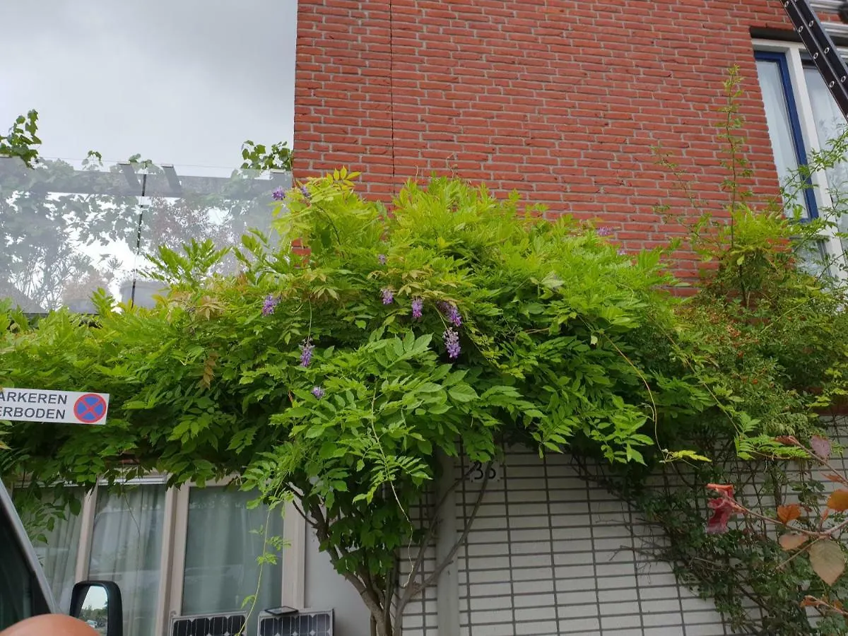 Johan'S B&B, Dakterras & Goedkoop Parkeren - Sinds 2014 Amsterdam Homestay